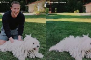 Meta's new AI tool will let you add a dog into every picture