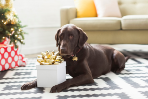 Shop holiday gifts for your pets at CVS