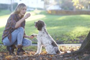 Best puppy and dog training course deal: 92% off