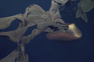The stunning deep sea footage scientists filmed in 2023