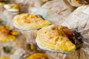 A $58M round for this European Mycelium startup shows the tech is on the cusp of big things