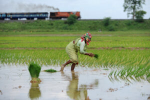 Varaha helps Indian farmers reduce climate-harming practices like burning crop residue and flooding rice fields